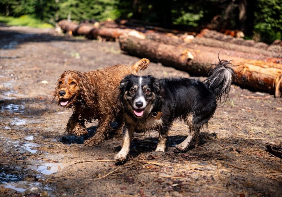 This <a href="https://www.pexels.com/photo/two-dogs-running-through-the-woods-in-the-rain-27857329/">Photo</a> was taken by <a href="https://www.pexels.com/@michalrobak">Michał Robak</a> on Pexels.