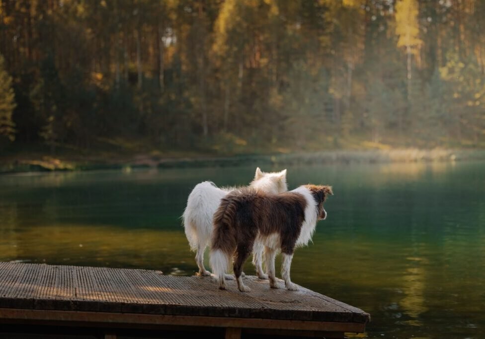 This <a href="https://www.pexels.com/photo/pensive-dogs-overlooking-a-scenic-lake-28602491/">Photo</a> was taken by <a href="https://www.pexels.com/@miami302">Elina Volkova</a> on Pexels.